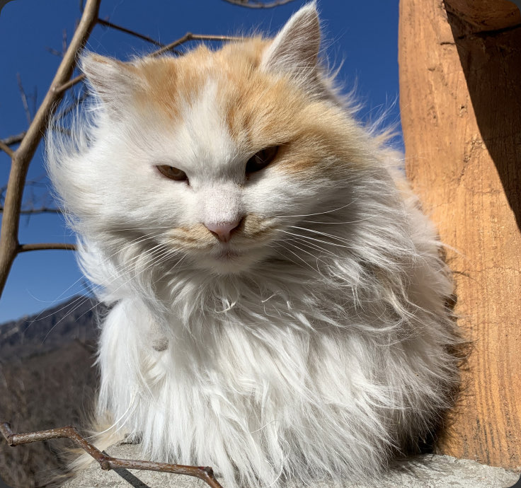 A long-haired cat sitting in the sun — Mutianyu Great Wall, China